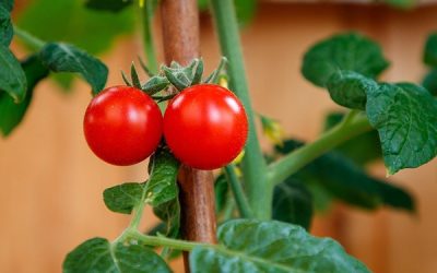 Library and DeKalb County Community Gardens Host Virtual Gardening Event