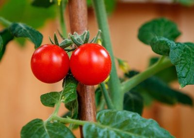 Library and DeKalb County Community Gardens Host Virtual Gardening Event