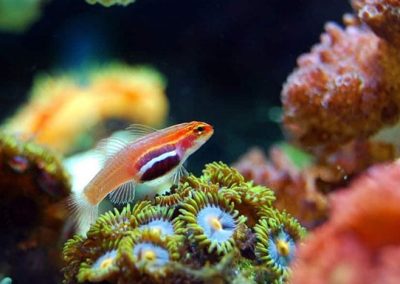 Library Hosts Virtual Sea Curiosities Presentation