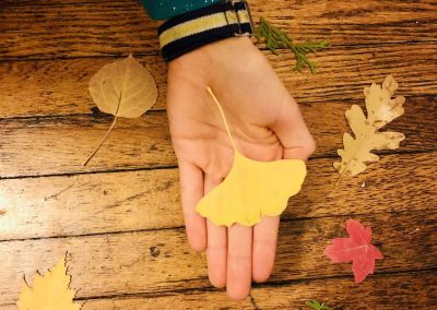 STEM Kit: Trees (Elementary)