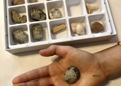 STEM Kit: Fossils