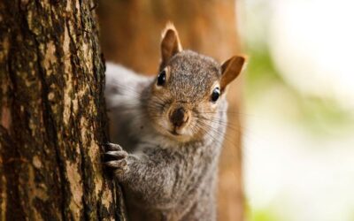 It’s National Squirrel Day!