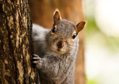 It’s National Squirrel Day!