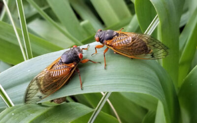 Crazy for Cicadas!