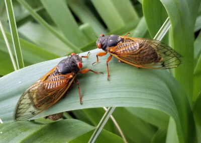 Crazy for Cicadas!