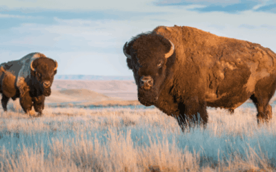 July is National Bison Month