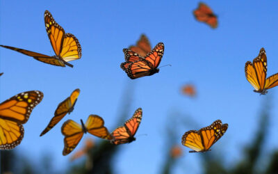 Spread your Wings with Monarch