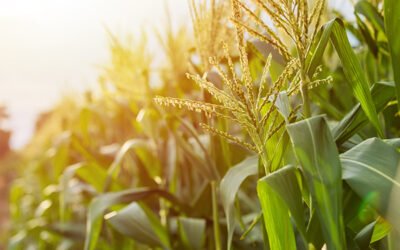 February Display Case: DeKalb Area Agricultural Heritage Association