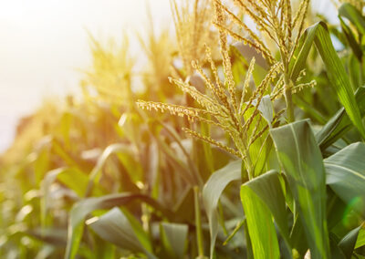 February Display Case: DeKalb Area Agricultural Heritage Association