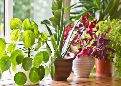 Plants @ Your Library