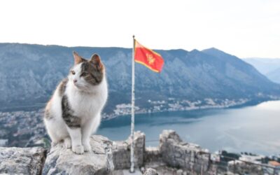 Kotor: City of Cats