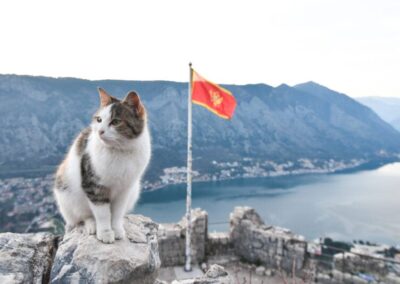 Kotor: City of Cats