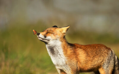 Fun Facts and Famous Foxes