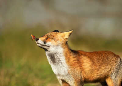 Fun Facts and Famous Foxes