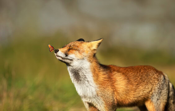 Red fox