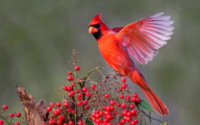 State Birds are so “Tweet”!