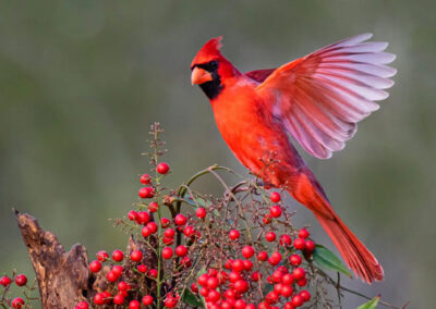 State Birds are so “Tweet”!