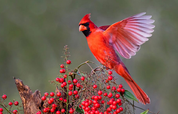 STATE BIRD FEATURED