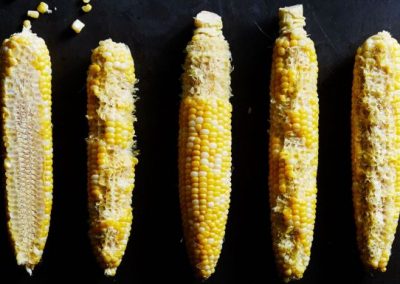 Shuck Yeah! It’s Almost Time for Corn Fest!