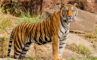 Give Big Cats a Little Help for National Save A Tiger Month