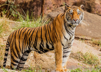 Give Big Cats a Little Help for National Save A Tiger Month