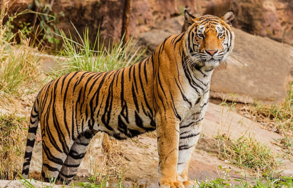 Tiger Featured Image A tiger looks toward the camera with scrub grass in the background.